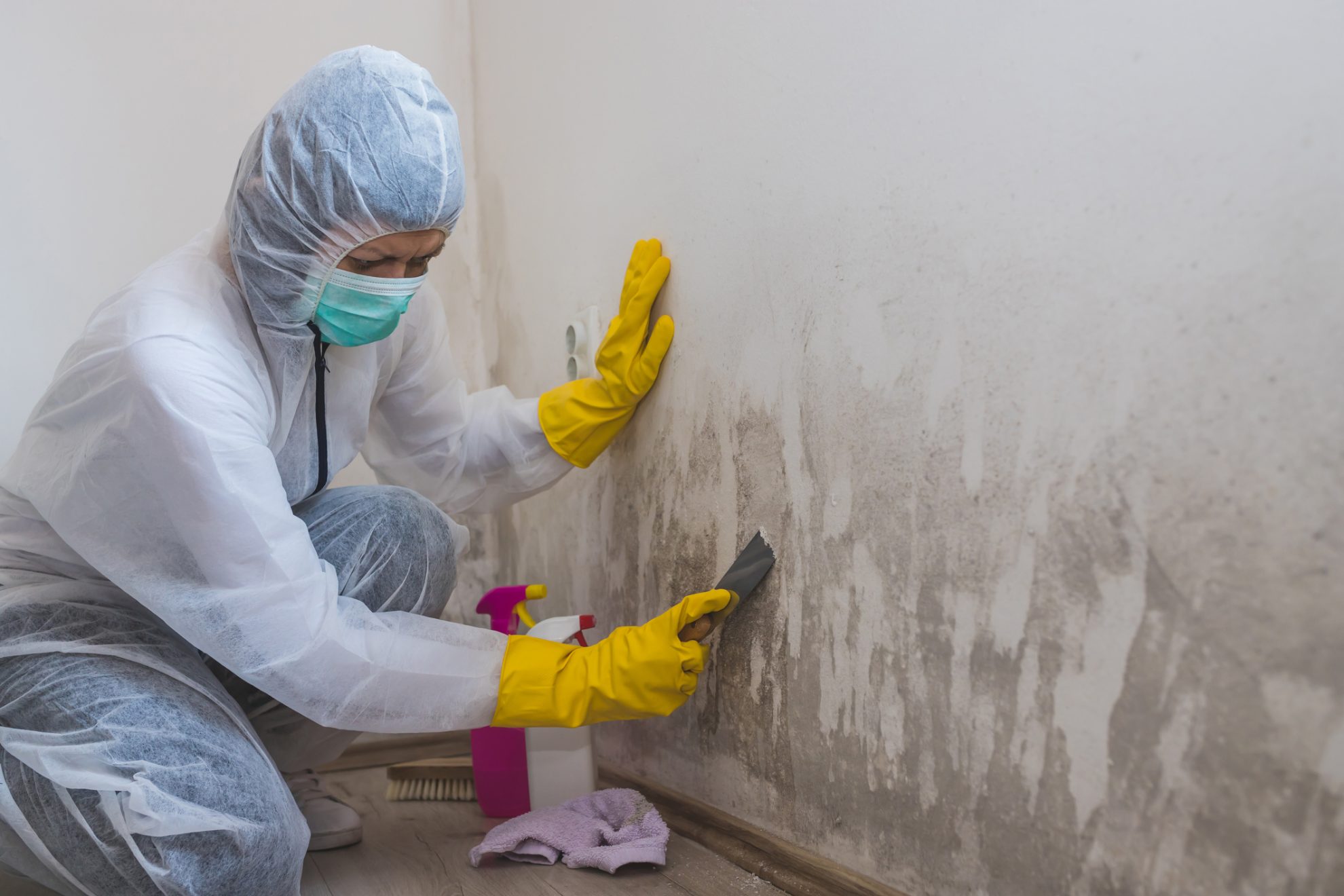 How Much Do Mold Testing Services Cost?