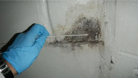 How Much Do Mold Testing Services Cost?