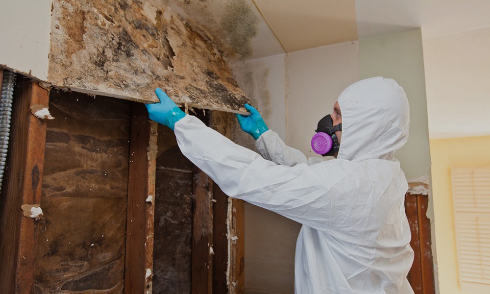 What Is Mold And How Does It Affect The House