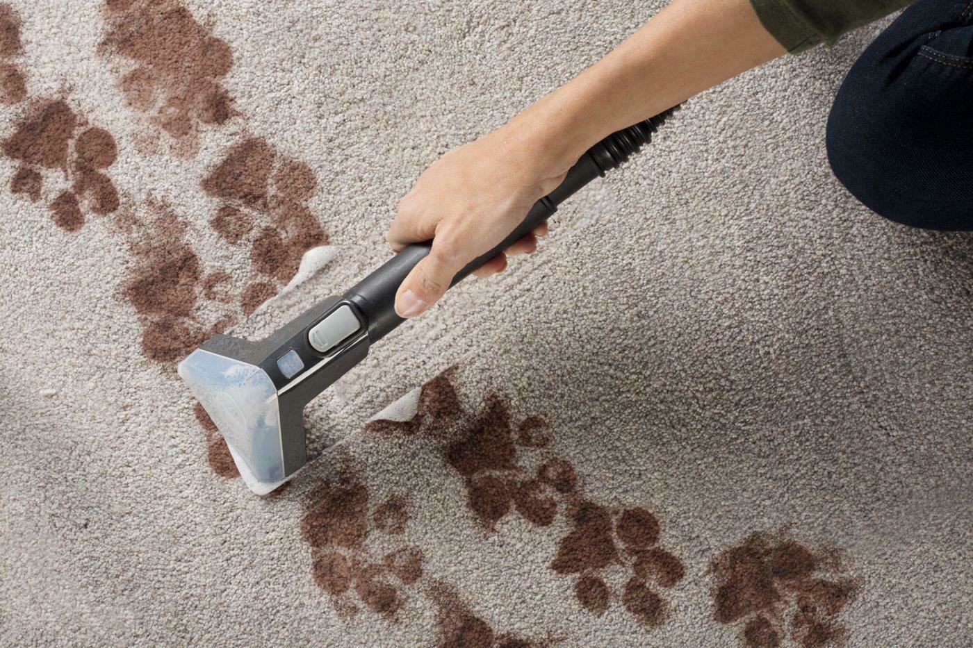 A Professional cleaning the carpet